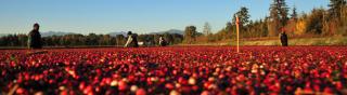 richberry group UBC MFRE banner agribusiness